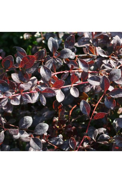 Барбарис оттавський Аурікома листя