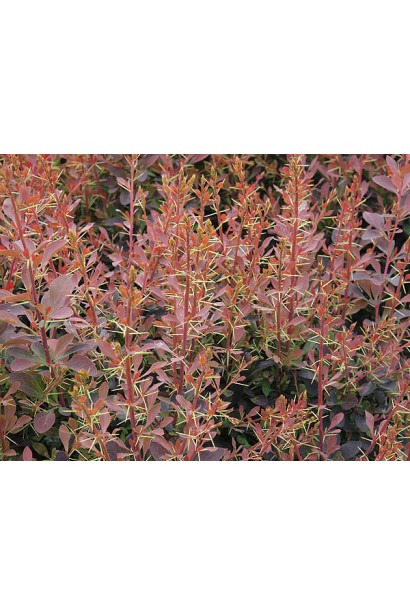 Барбарис Аурікома колір листя