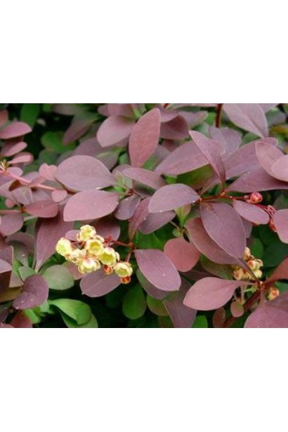 Барбарис оттавський Аурікома