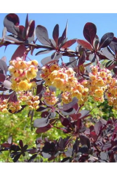 Барбарис оттавський Аурікома цвітіння