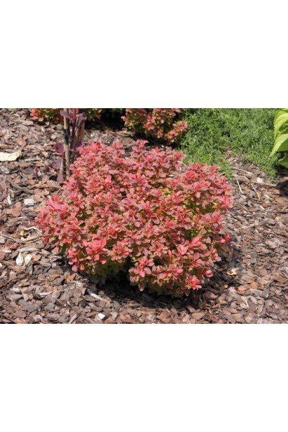 Карликовий барбарис