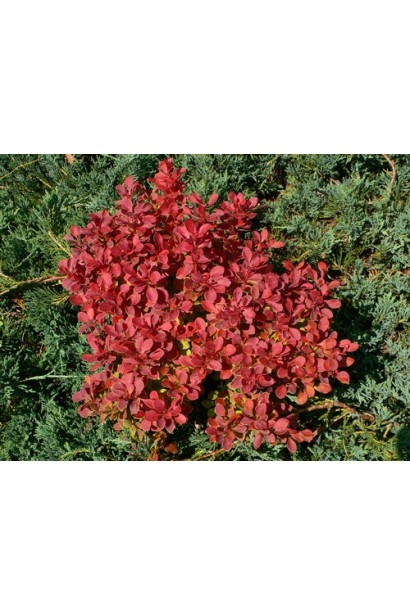 Барбарис Адмірейшн на фоні ялівцю