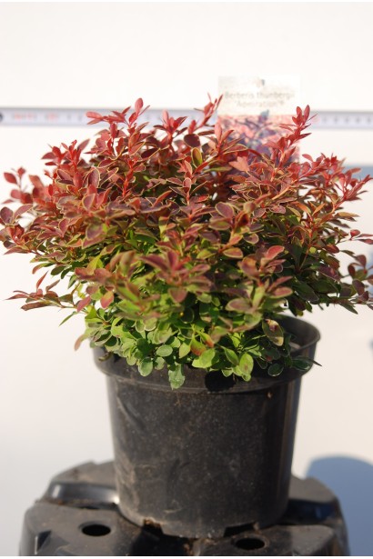 Барбарис Тунберга Адмірейшн в садовому центрі