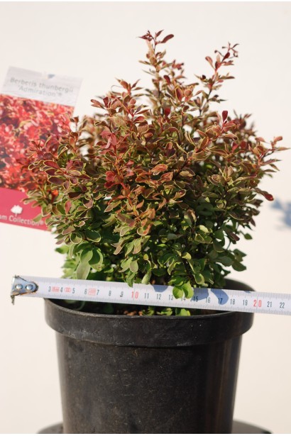 Berberis thunbergii в контейнері