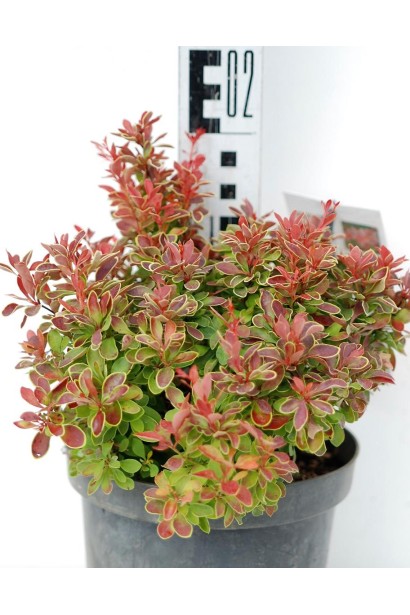 Барбарис Тунберга Адмірейшн саджанець