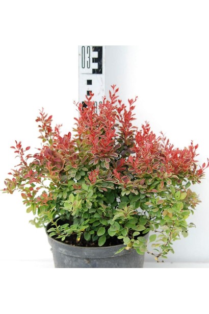 Барбарис Тунберга Адмірейшн листя в тіні