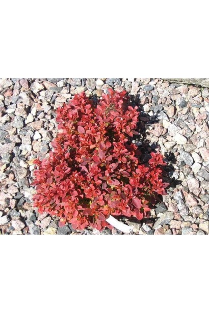 Барбарис Admiration посадка