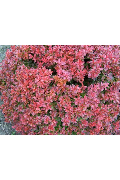 Berberis thunbergii Admiration червоний