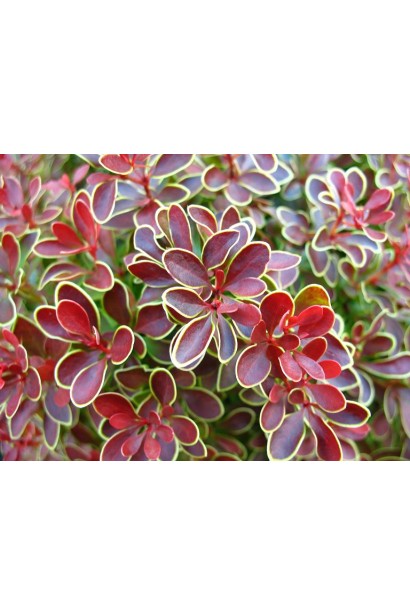 Барбарис Тунберга Адмірейшн