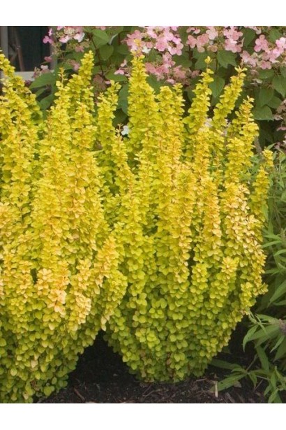 Барбарис золотистий Марія