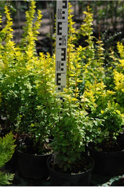 Барбарис Тунберга Марія в контейнерах