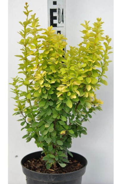 Барбарис Тунберга Марія висота 45 см