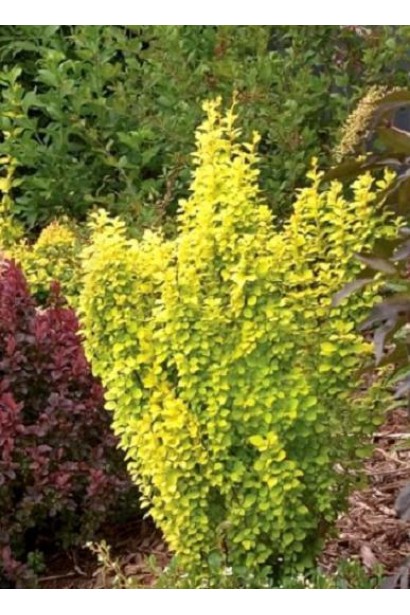 Барбарис Тунберга Марія в ландшафті