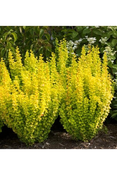 Барбарис Тунберга Марія посадка