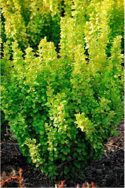 Барбарис Тунберга Марія в полі з комом