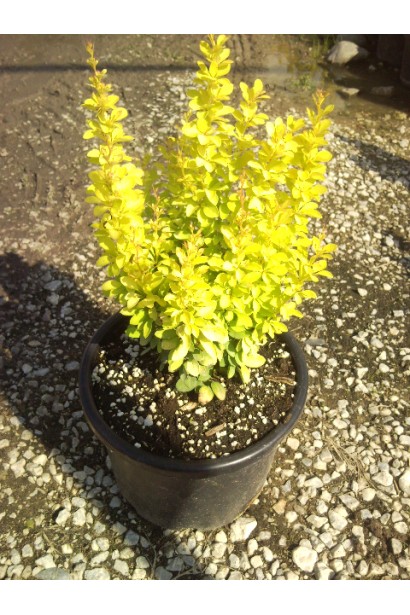 Барбарис Тунберга Марія в контейнері 3 л