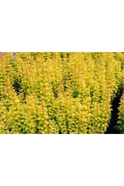 Барбарис Тунберга Марія жовтий