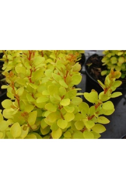 Барбарис Тунберга Марія листя жовте