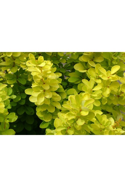 Барбарис жовтого кольору