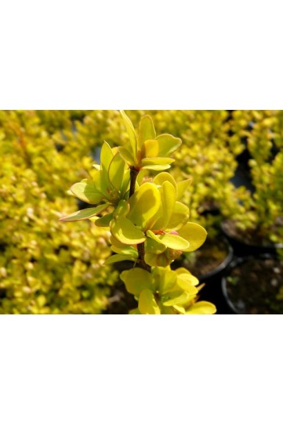Барбарис Тунберга Марія жовтий