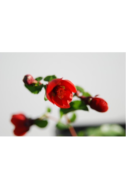 Айва Кримсон энд Голд  цветок