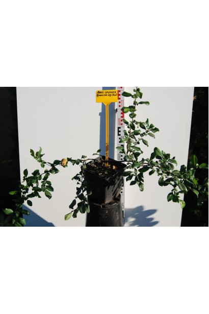 Айва Кримсон энд Голд в горшке