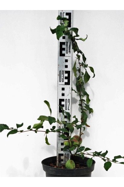 Айва Кримсон энд Голд саженец высотой 50 см в контейнере