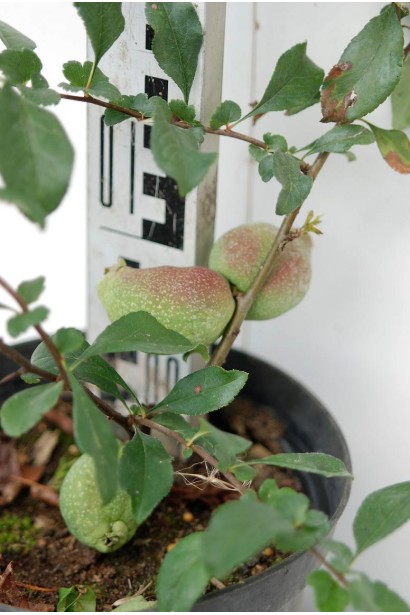 Хеномелес Кримсон энд Голд листья