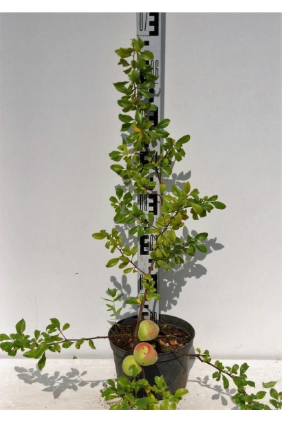 Айва средняя Кримсон саженец 70 см энд Голд в контейнере