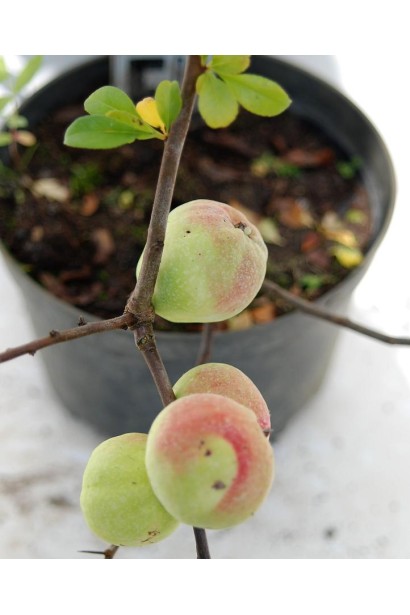 Айва Кримсон энд Голд плоды