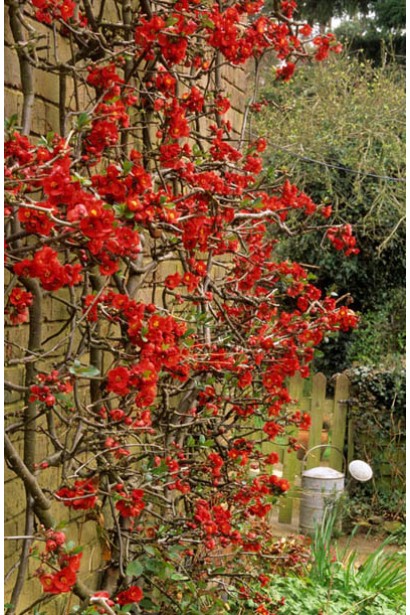 Айва Кримсон энд Голд в ландшафте