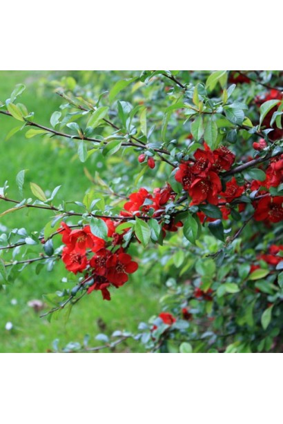 Айва средняя (японская, хеномелес) Кримсон энд Голд
