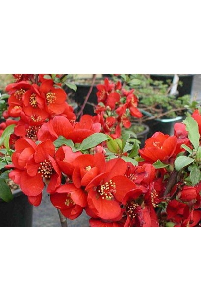 Айва Crimson and Gold красные цветы