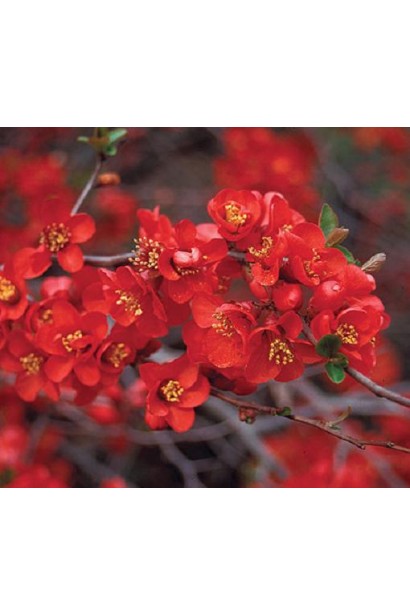 Айва Crimson and Gold