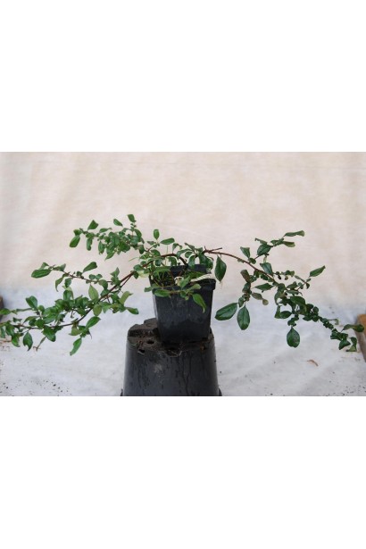 Айва Crimson and Gold