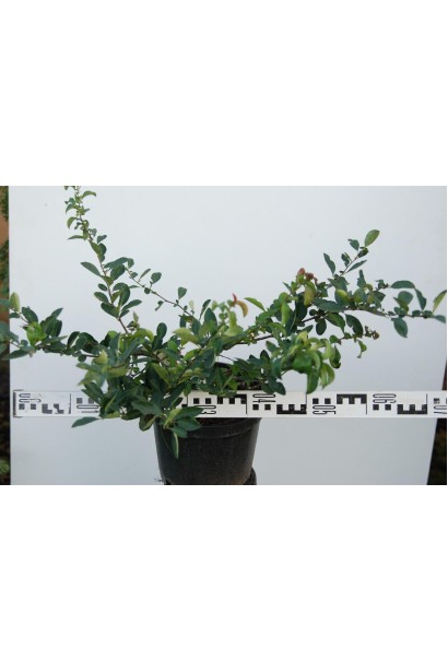 Chaenomeles х superba Crimson and Gold саженец в горшке