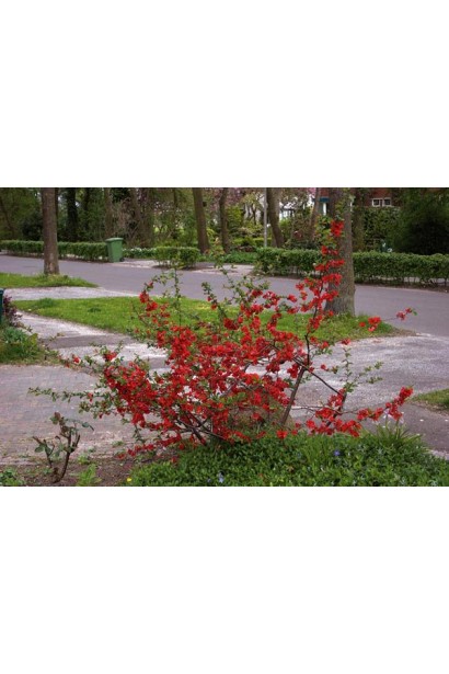 Айва японська Ніколін в ландшафті