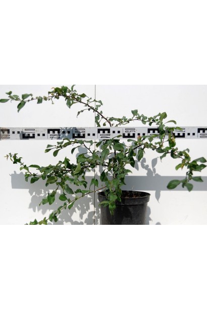 Айва японська Ніколін саджанець 80 см в діаметрі