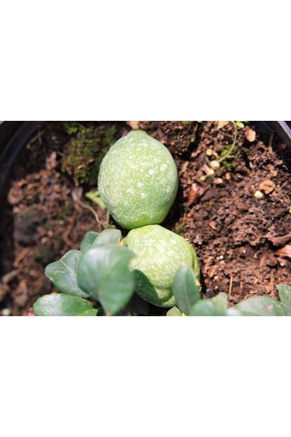 Айва Nicoline  зелені плоди 