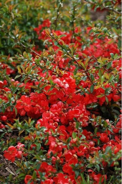 Хенемолес Ніколін  період цвітіння