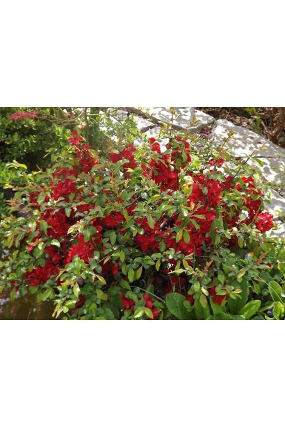 Айва середня (японська, хеномелес) Ніколін 