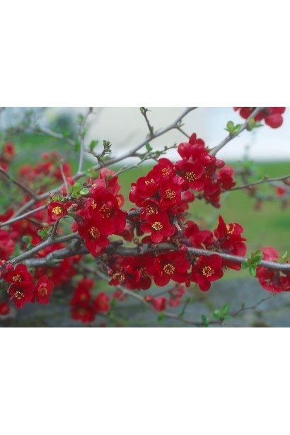 Хенемолес Ніколін квіти червоного кольору