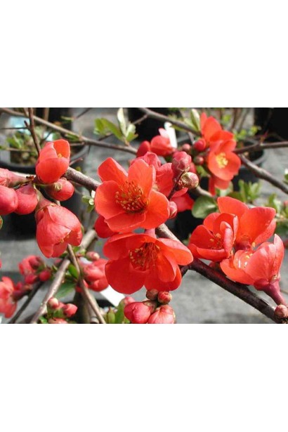 Chaenomeles х superba Nicoline квіти
