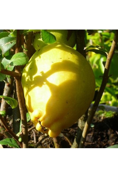 Айва середня Ніколін  плід яблуко