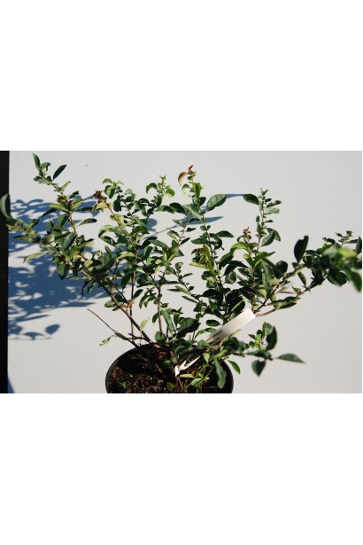 Айва Nicoline в горщику