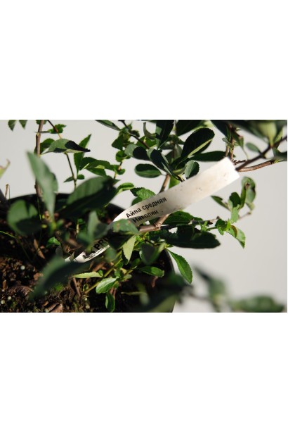 Айва японська Ніколін  листя