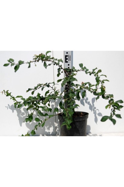 Айва середня Ніколін  саджанець в контейнері