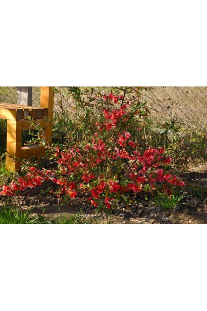 Айва Пінк Лейді в ландшафті