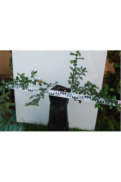 Саджанець айви Пінк Лейді в садовому центрі