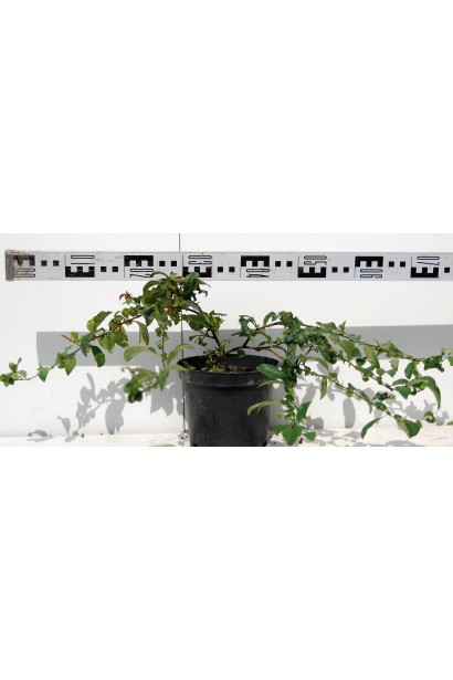 Айва середня японська Пінк Леді саджанець у горщику діаметром 70 см